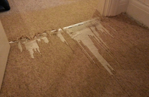 carpet damage by pets